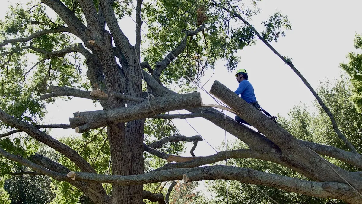 Professional Crown Thinning performed by certified arborists in Interlochen