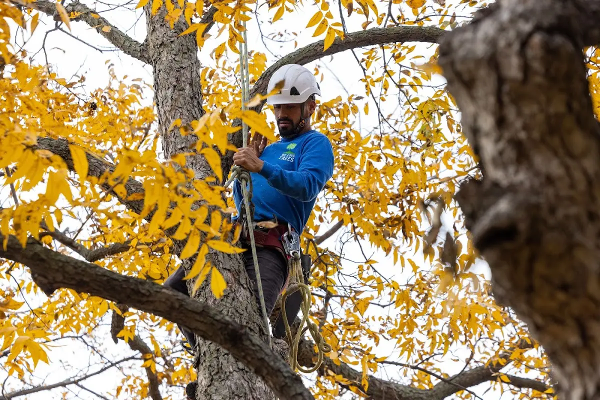 Skilled Tree Planing crew working in Interlochen
